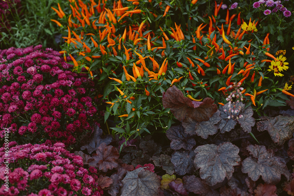autumn background of flowers and plants, hydrangea, mini peppers autumn background of flowers and plants, hydrangea, mini peppers