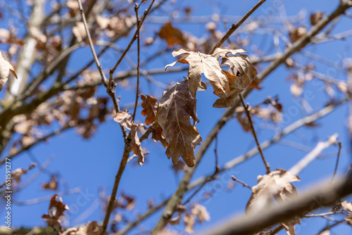 the tree of the petiolate oak without foliage at the beginning of spring photo