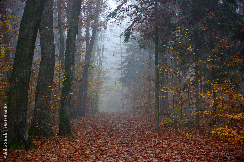 Beautiful mystical autumn forest in the fog. Fairy, autumnal mysterious trees with yellow and orange leaves. Scenery with path in a dreamy foggy forest. Nature background