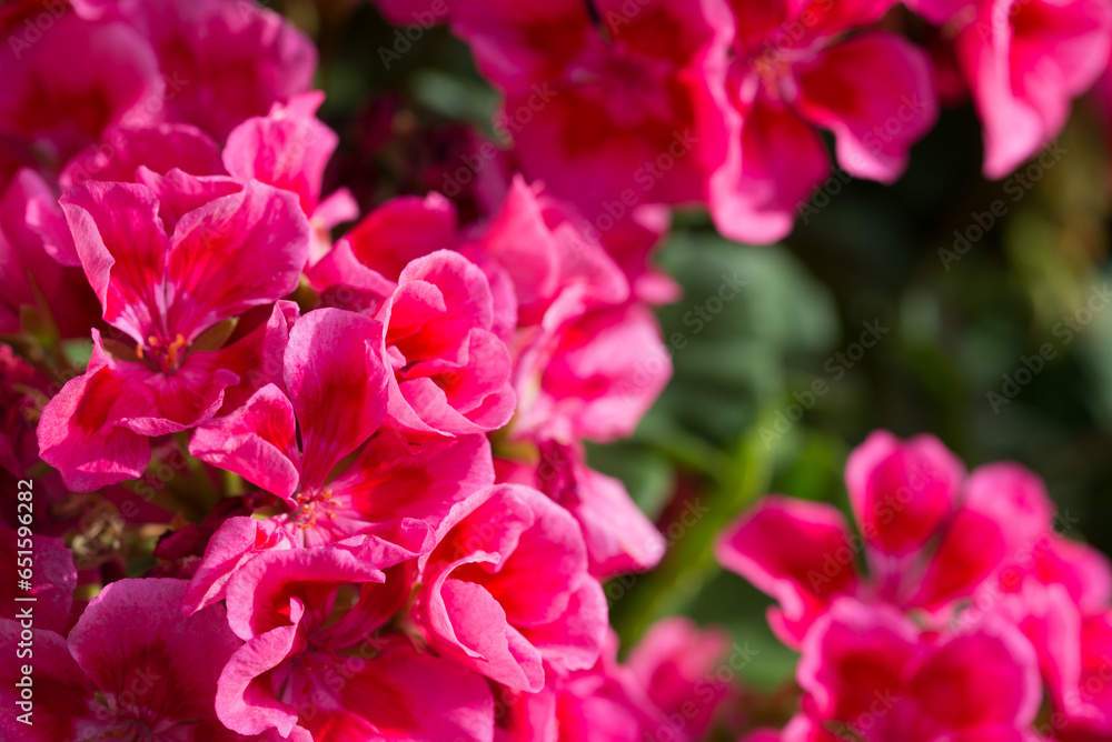 magenta garden flowers closeup selective focus magenta garden flowers closeup selective focus