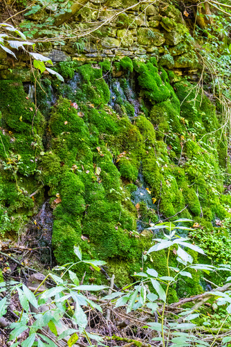 Obraz na płótnie Old rock in the woods covered with moss w salonie