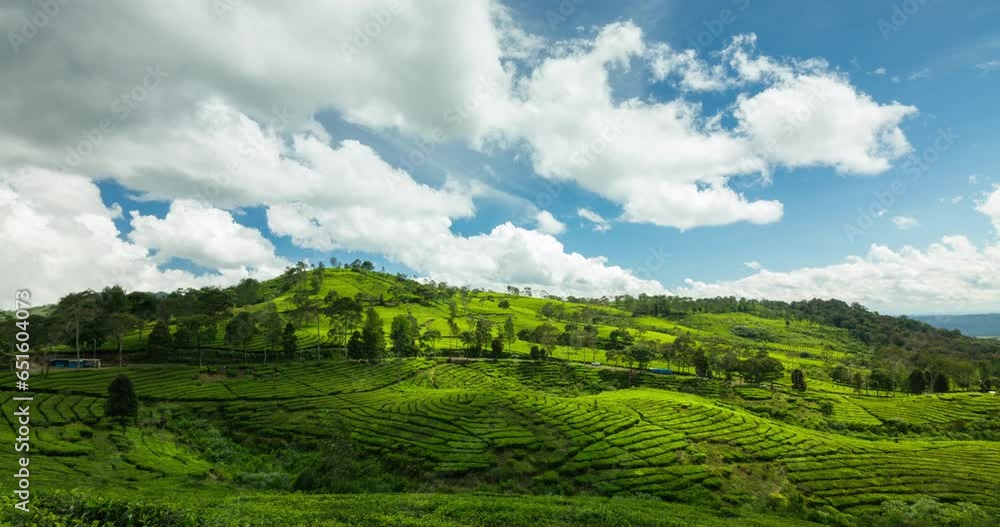 Timelapse of white clouds rolling over tea plantation on a sunny day Timelapse of white clouds rolling over tea plantation on a sunny day