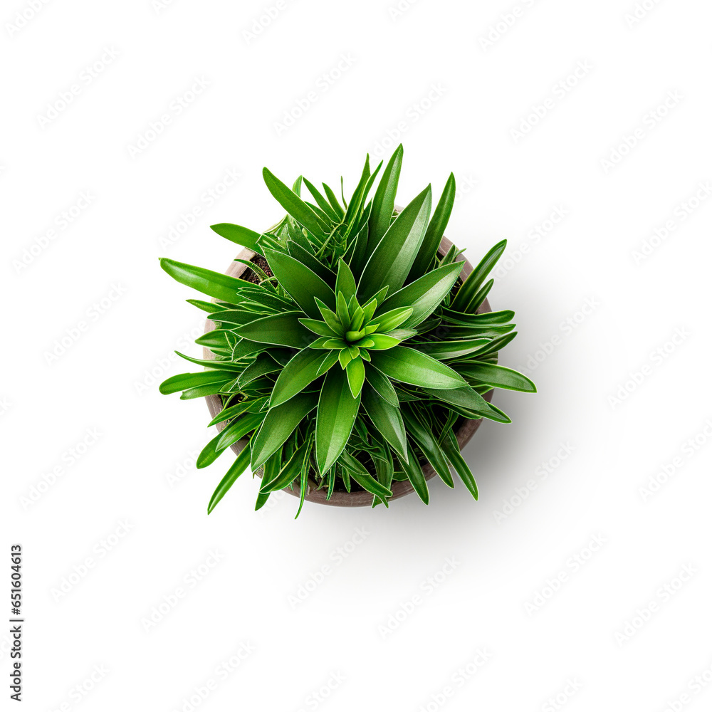 single plant interior top view white background single plant interior top view white background