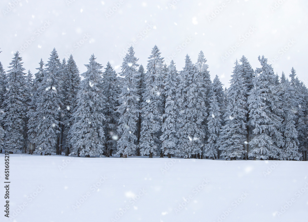 Naklejka premium Verschneite Tannenbäume im Winter bei Schneefall