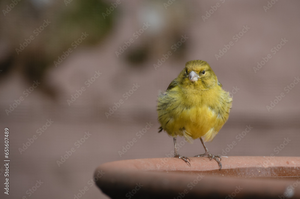 Obraz premium Lizard canary golden bird from 1850 Georgian 