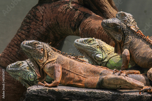 Iguanas gather to sunbathe on a rock