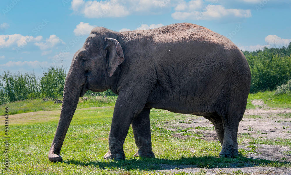 Fototapeta premium elephant