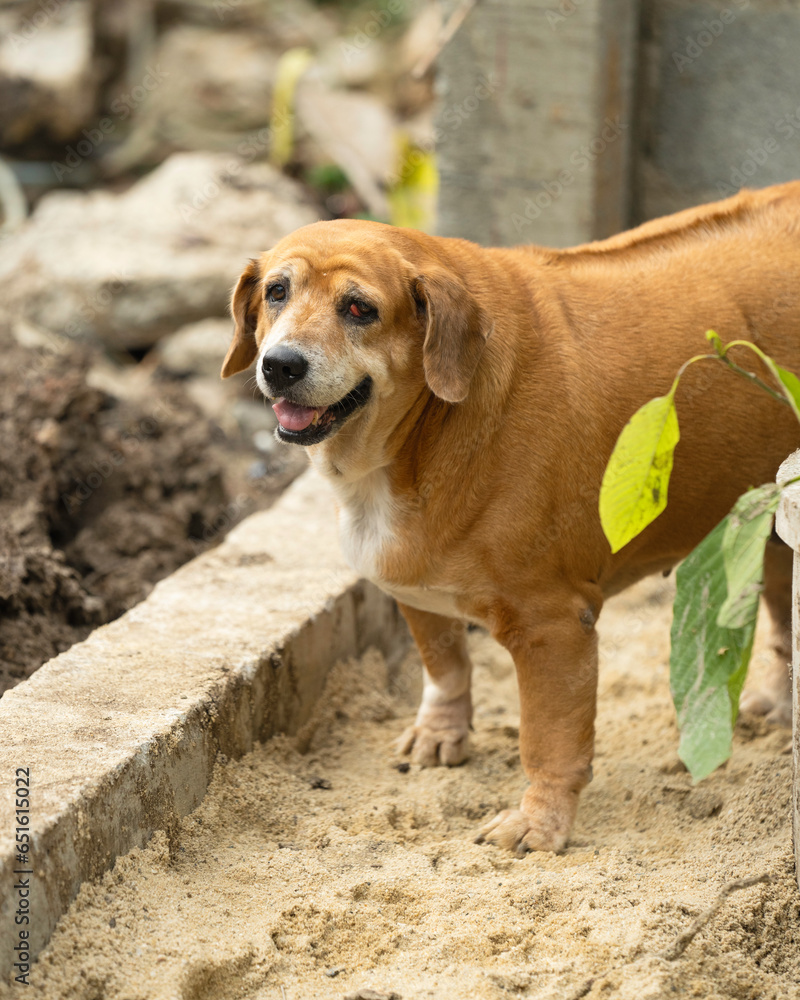brown beagle fat dog has abnormal eyes brown beagle fat dog has abnormal eyes