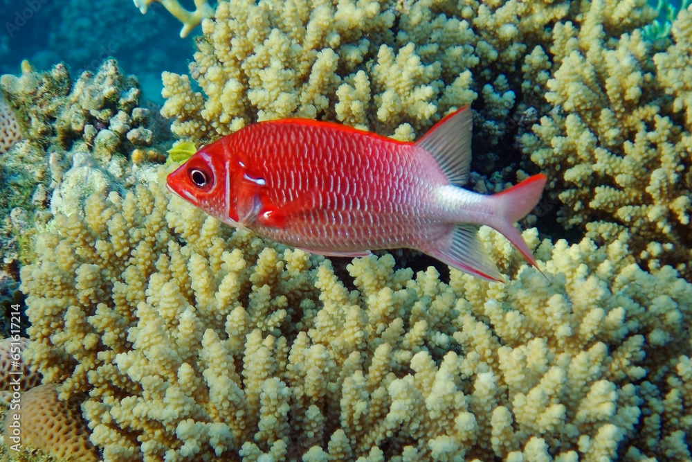fish fish