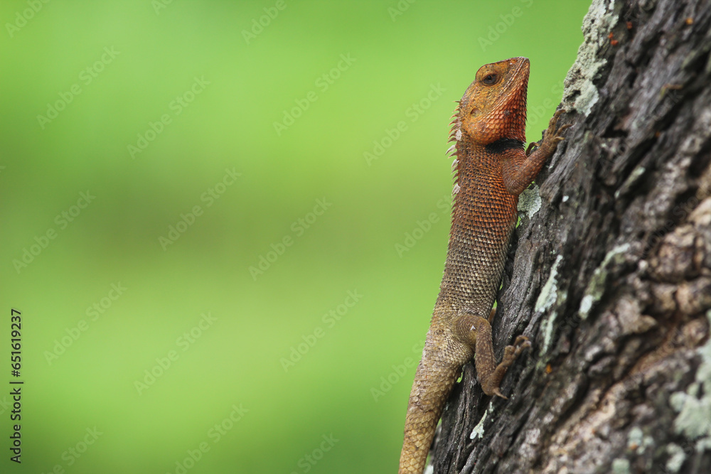 Brown lizard on the tree. Oriental garden lizard Brown lizard on the tree. Oriental garden lizard