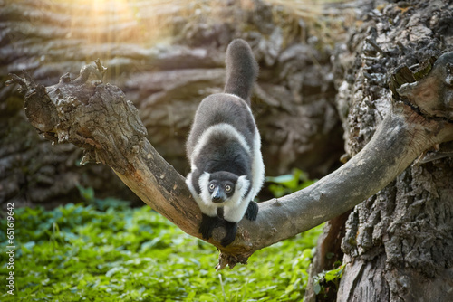 Lemurs of Madagascar theme: Northern or White-belted  Black-and-White Ruffed Lemur, Varecia variegata subcincta, lemur endemic to Madagascar. photo