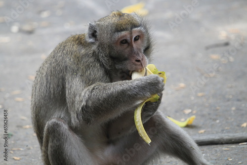Photography a monkey eating a banana