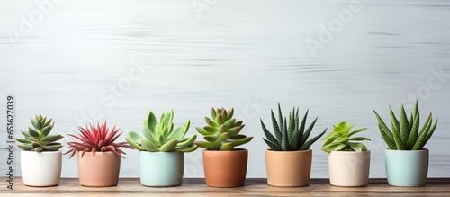 Various house plants on wooden table room for text