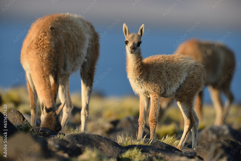 Fototapeta premium Nahaufnahme von kleinem Guanako mit Muttertier auf einer Wiese