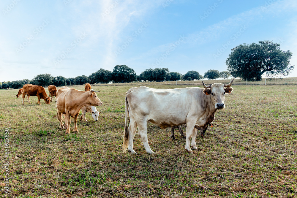 custom made wallpaper toronto digitalCows in the fields of Salamanca, Spain