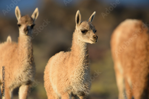 Junge Guanakos in der Abendsonne im Hochland von Argentinien