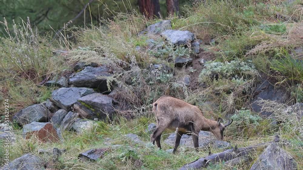Under the rain, Alpine chamois female in the wild forest (Rupicapra rupicapra) Under the rain, Alpine chamois female in the wild forest (Rupicapra rupicapra)