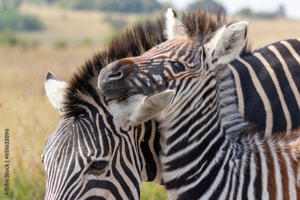 Fototapeta premium Baby and mom zebra showing love to each other