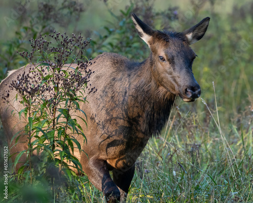 Cow Elk on the Move photo