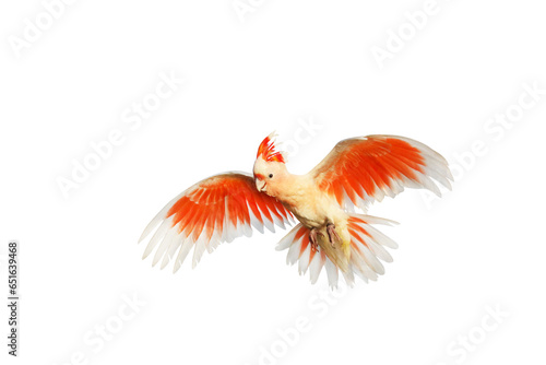 Beautiful of Major Mitchell s Cockatoo flying isolated on transparent background png file