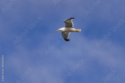 yellow-legged gull   Larus michahellis   flying with blue sky and some clouds background 