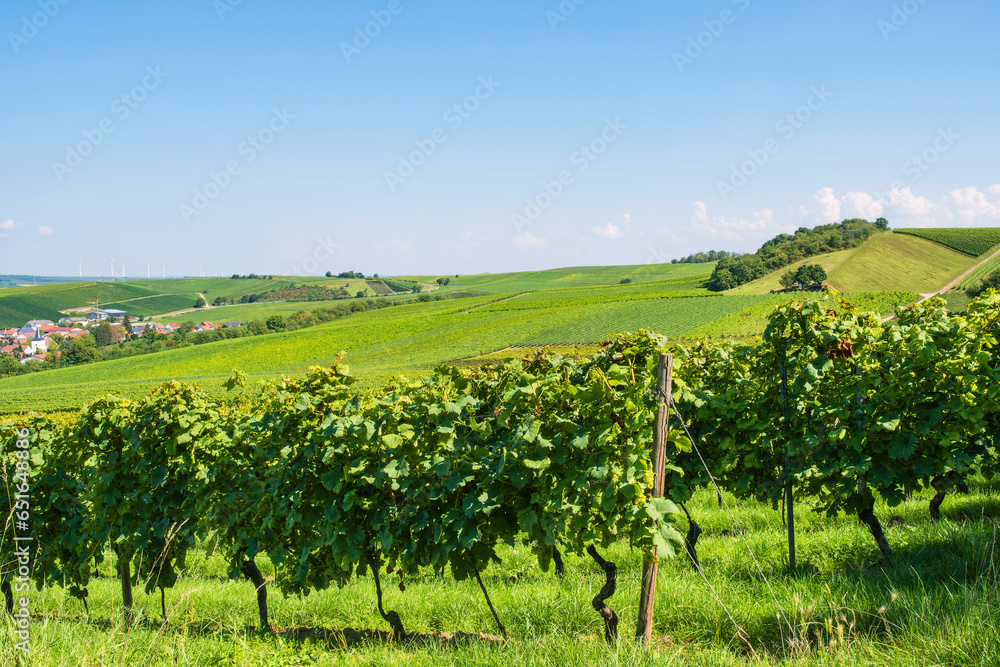Vineyards near Flonheim/Germany in Rheinhessen in autumn