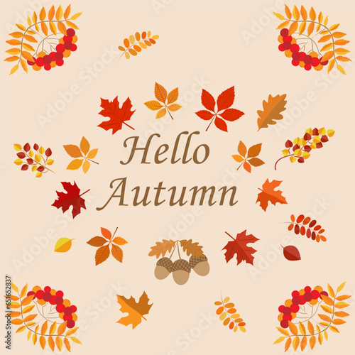 Fototapeta Naklejka Na Ścianę i Meble -  Hello autumn illustration. Autumn fall concept with yellow and red leaves, rowanberry and acorns. Typography design. Stock vector