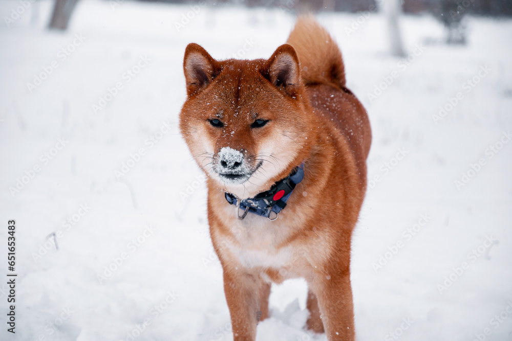 Siba dog in snow. Winter background with cute dog. Shiba Inu Japanese husky in winter Siba dog in snow. Winter background with cute dog. Shiba Inu Japanese husky in winter