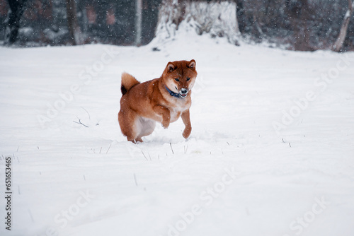 Siba dog in snow. Winter background with cute dog. Shiba Inu Japanese husky in winter