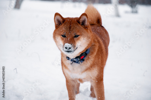 Siba dog in snow. Winter background with cute dog. Shiba Inu Japanese husky in winter © Julli