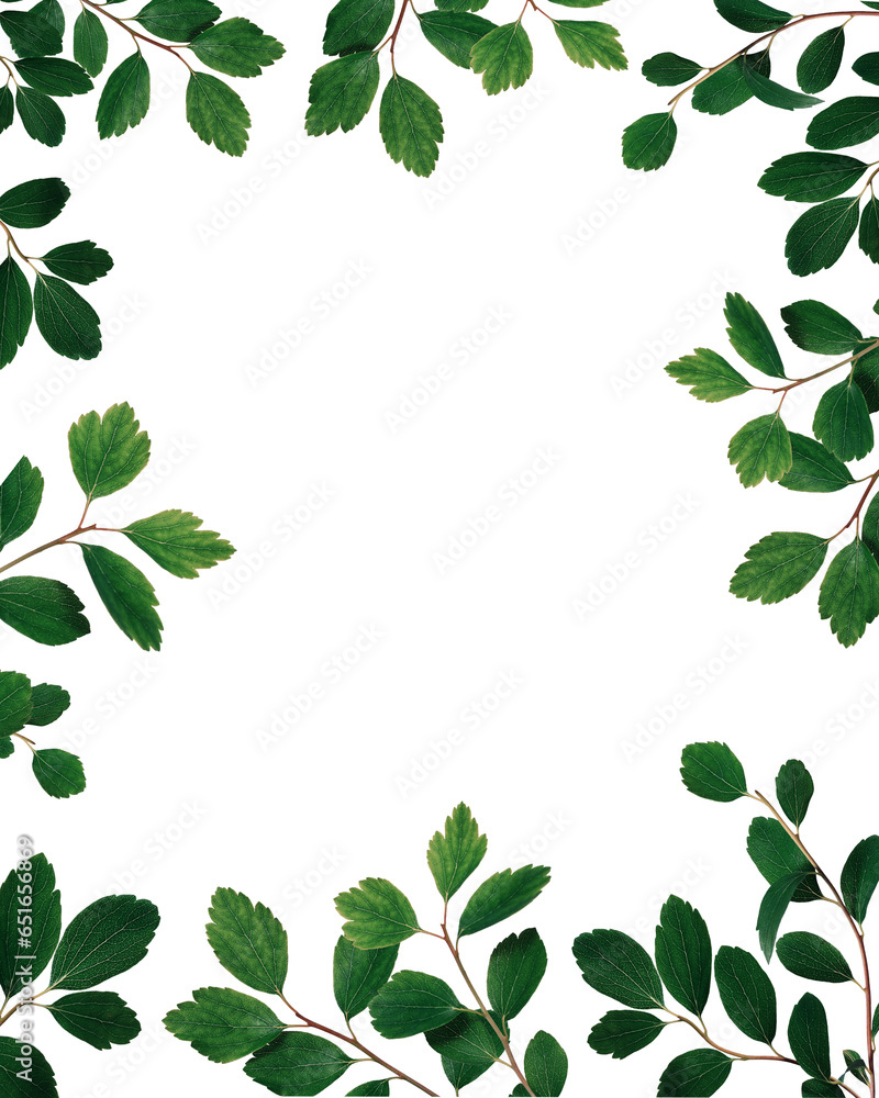 Fototapeta premium Vertical frame of green spirea twigs isolated on white background. Element for creating collage or design, greeting cards, wedding cards and invitations.