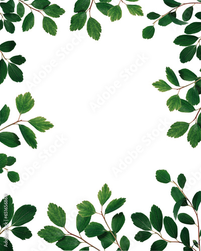 Vertical frame of green spirea twigs isolated on white background. Element for creating collage or design  greeting cards  wedding cards and invitations.