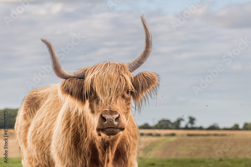 highland, cow, horn, field, agriculture, cattle, scotland, nature, farm, bovine
