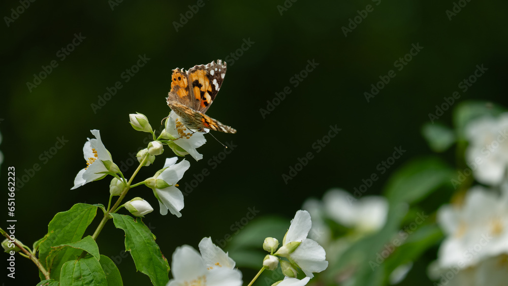 Motyle Rusałka osetnik na kwiatach jasminu - obrazy, fototapety, plakaty 