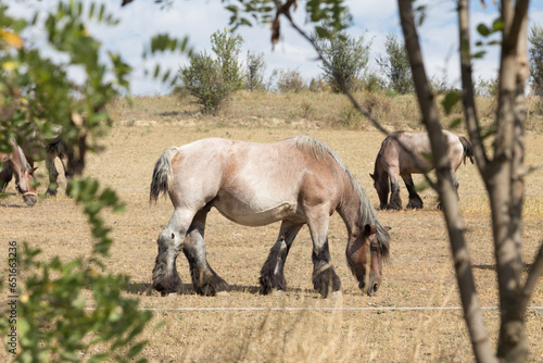 Strong and powerful horses of the Branson breed.