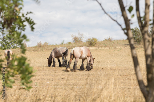 Strong and powerful horses of the Branson breed. photo