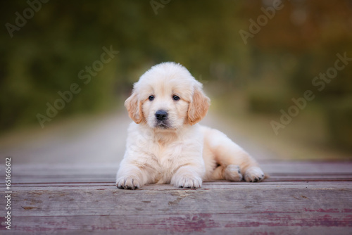 dog puppy newborn golden retriever labrador 1 month on a walk in the park in summer. Small puppies for sale photo