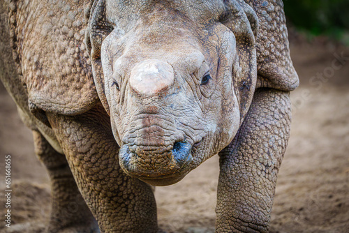 Close-up of a Rhinoceros with a Cut-off Horn, Protecting Animals from Poachers, concept. Protecting Wildlife. Close-up of a Rhinoceros with Horn Removed, Defying Poaching Threats