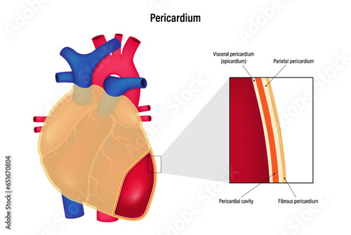 Layers of pericardium vector. Visceral pericardium, Pericardial cavity, Parietal pericardium and Fibrous pericardium.