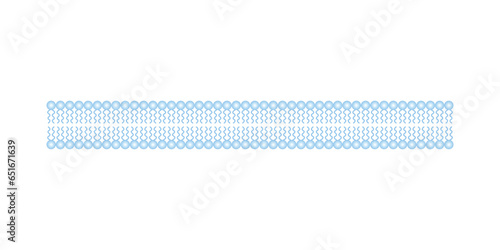 Scientific Designing Of Phospholipid Bilayer Structure. The Cell Membrane Structure. Vector Illustration.	
