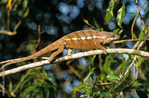 Cameleon panthere; male; Furcifer pardalis; Madagascar photo