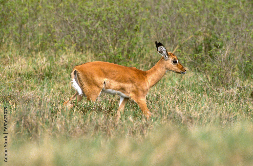 Impala, Aepyros melampus, Parc national de Nakuru, Kenya Impala, Aepyros melampus, Parc national de Nakuru, Kenya