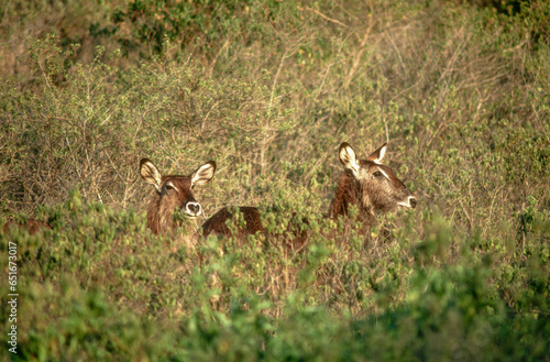 Cobe defassa, Kobus defassa, Parc national de Nakuru, Kenya