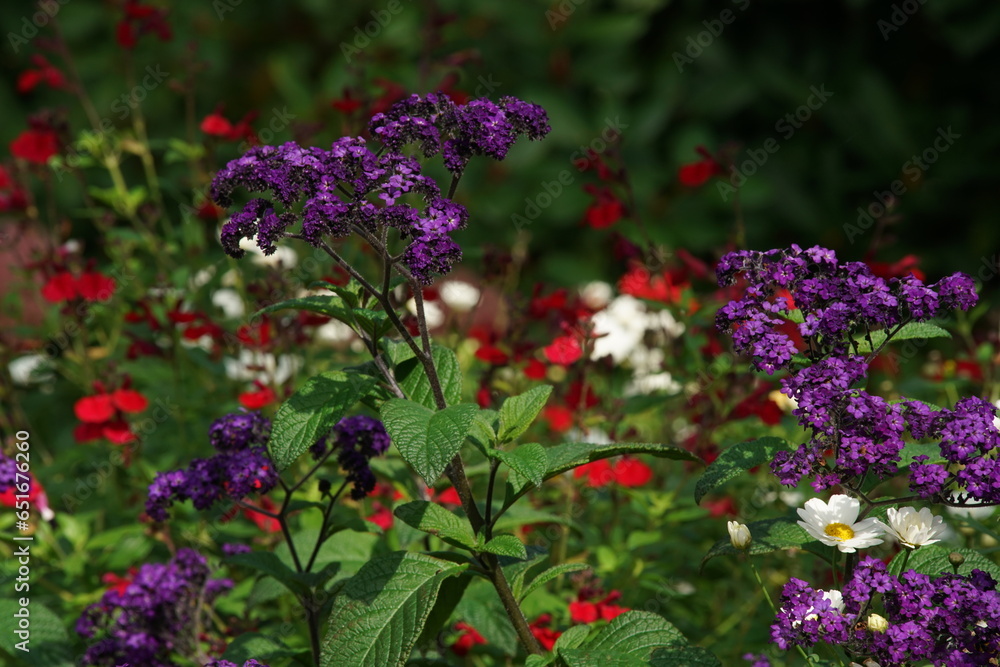 Obraz premium Sommer Blumen Mischung