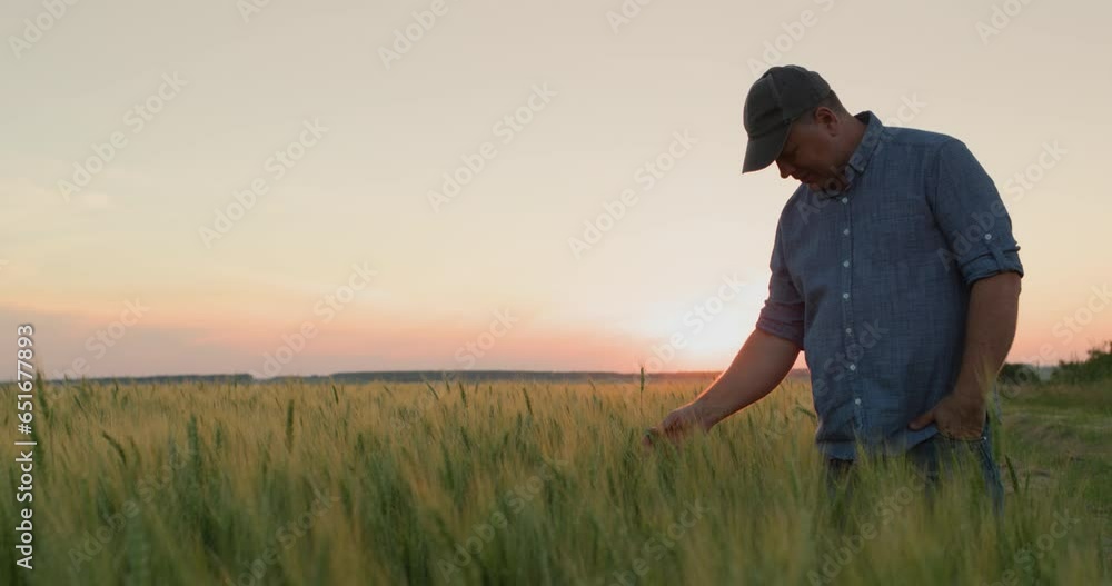 Farmer in a field of wheat, touches the ears with his hand. Rear view Farmer in a field of wheat, touches the ears with his hand. Rear view