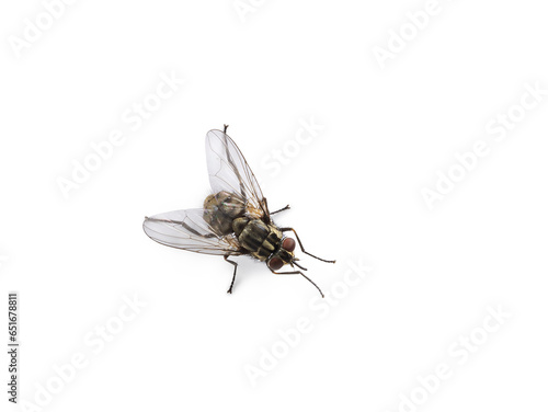 Top view of fly or housefly aka Musca domestica. Isolated on a white background.
