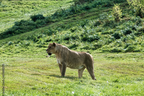 Photograph of a Lioness on the prowl