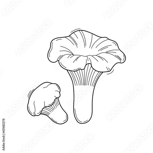 Vector sketch chanterelles mushrooms black and white graphics, autumn mushrooms isolated on white background