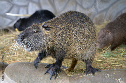 nutria at the zoo