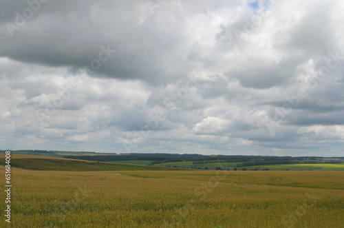 wheat fields